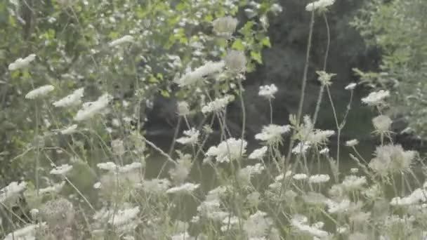 Vaca Parsnip Legănându Vânt Mid Shot — Videoclip de stoc
