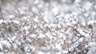 Thorn bushes in winter snowfall
