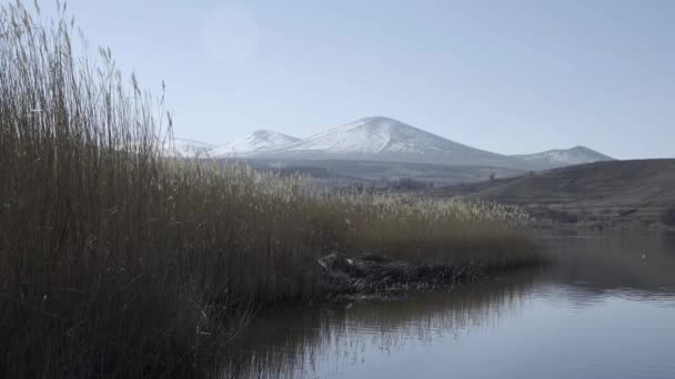 Snowy Berg Roseau Commun Achtergrond — Stockvideo