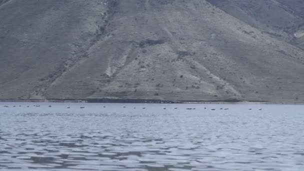 Ducks Swimming Mountain Lake — Wideo stockowe