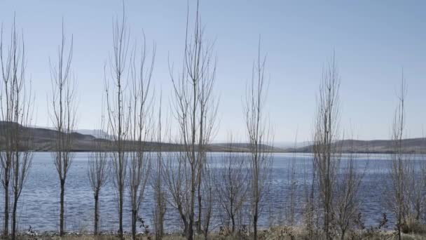 Rows Trees Lake — Vídeo de Stock