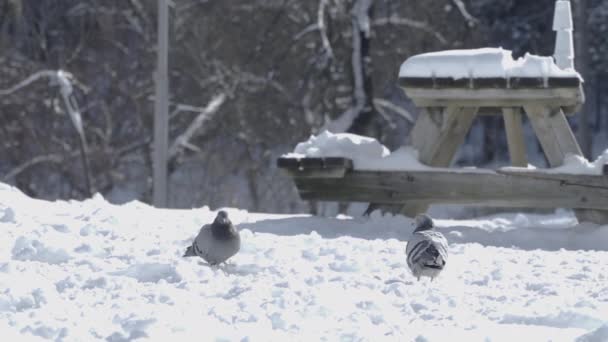 Tauben Suchen Nach Schneefall Nach Futter — Stockvideo