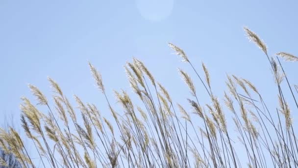 Céu Azul Bonito Juncos — Vídeo de Stock