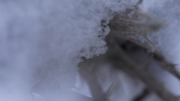 Detailní Sněhové Vločky Bodláčí — Stock video