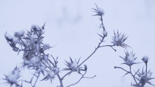 Cardo Balançando Vento Inverno — Vídeo de Stock