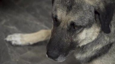 Düşünceli köpek yerde oturuyor.