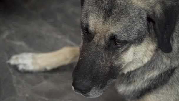 Вдумливий Собака Сидить Землі — стокове відео
