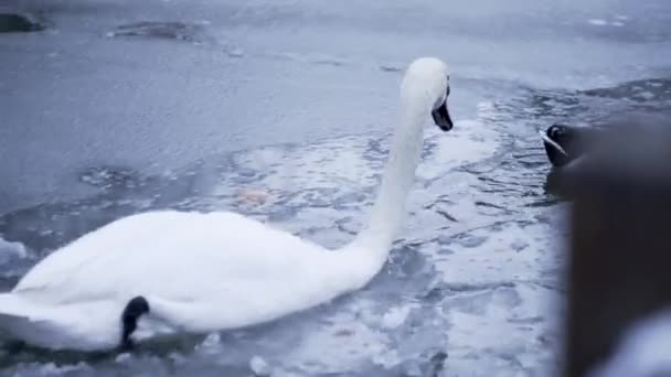 氷に覆われた湖で泳ぐ白白鳥 — ストック動画