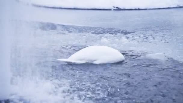 White Swan Mute Swan Diving Icy Water — Stock Video