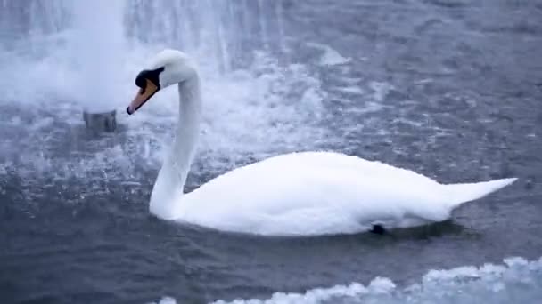 Biały Łabędź Pływający Pod Fontanną — Wideo stockowe
