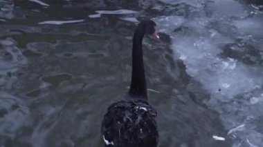 Donmuş havuzda yüzen siyah kuğu.