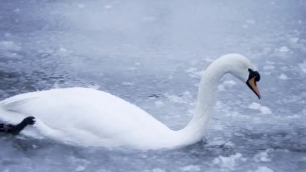 Белый Лебедь Плавает Ледяной Воде — стоковое видео
