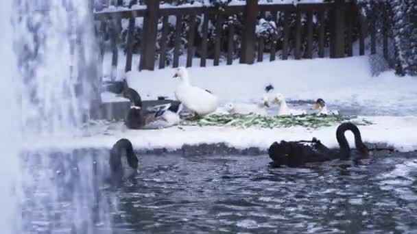 Ducks Swans Snowy Weather — Stock Video