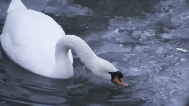 Белый Лебедь Плавает Ест — стоковое видео