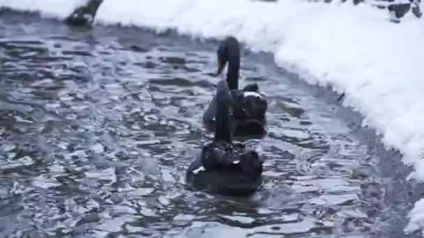 Cisnes Nadando Piscina Nevada Cygnus Atratus Nadando Después Las Nevadas — Vídeo de stock