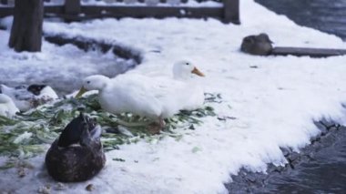 Pekin ördeği karda yiyor, ördekler dinleniyor ve karda yiyor.