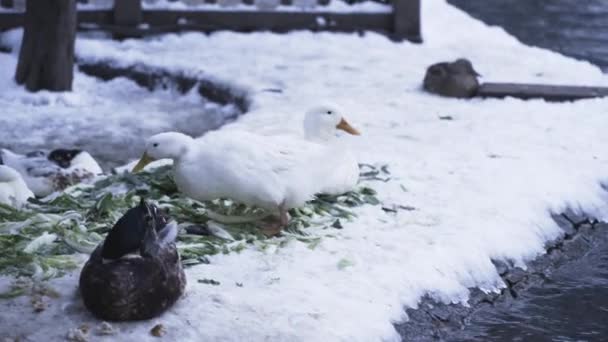 Kaczka Pekińska Jedząca Śniegu Kaczki Odpoczywające Jedzące Śniegu — Wideo stockowe