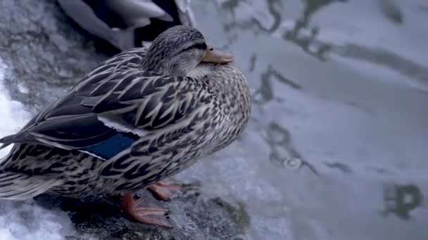 Ente Schläft Wasser — Stockvideo