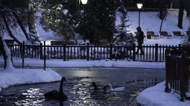 Park Utsikt Från Snöig Natt Staden — Stockvideo