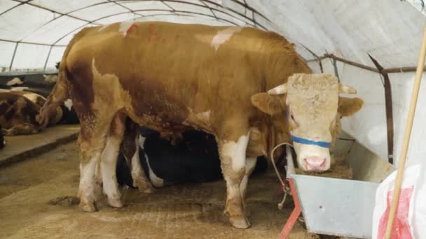 Big Bull Animal Market Waiting Eid Adha — Video