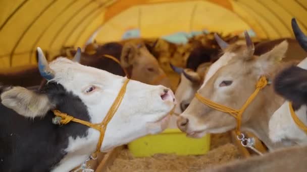 Cattle Roars Animal Market Eid Adha Day — Vídeos de Stock