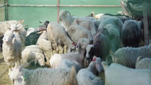 Mercado Gado Preparado Para Festa Sacrifício Eid Adha — Vídeo de Stock