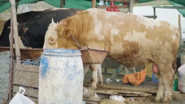 Bull Eating Grass Livestock Market — Vídeos de Stock