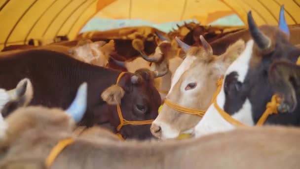 Bulls Animal Tent Bulls Eid Adha — Stock Video