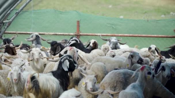 Eid Adha Animal Market Goats Sheep Together — Stock Video