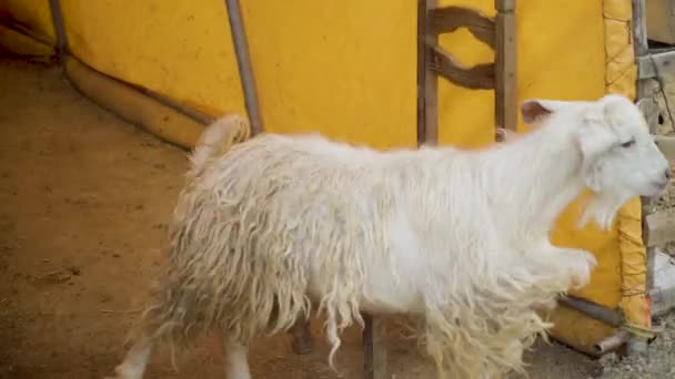 Goat Escaping Livestock Marketing Eid Adha Market — Videoclip de stoc