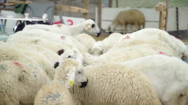 Sheep Kept Feast Eid Adha White Sheeps — Stock Video