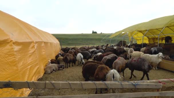 Owce Sprzedane Dla Eid Adha Rynek Zwierząt Gospodarskich — Wideo stockowe