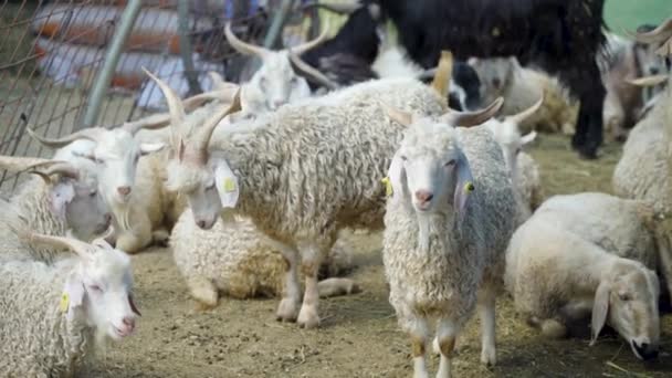 White Goat Animal Market Livestock Market Sold Eid Adha — 图库视频影像
