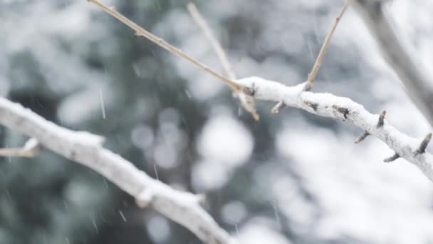 Νιφάδα Χιονιού Που Πέφτει Κλαδί Δέντρου — Αρχείο Βίντεο