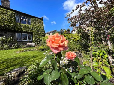 Wainstall, Halifax, İngiltere yakınlarındaki taş bahçe duvarında soluk turuncu güller.