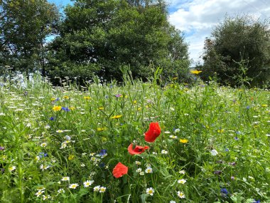Todmorden, Yorkshire, İngiltere 'nin varoşlarında uzun otlar, yabani bitkiler ve çiçeklerle dolu bir kır çayırı.