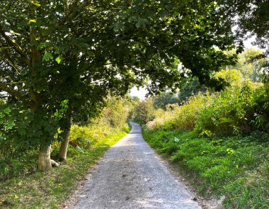 Weeton, Harrogate, İngiltere 'de eski ağaçlar ve yabani bitkilerle birlikte Gravelly Hill Lane' e bakıyoruz.