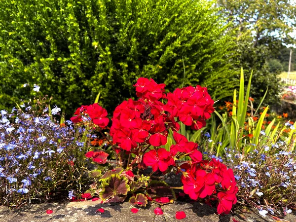Flowers Roadside Sunny Day Shipley Bradford — Stock Photo, Image