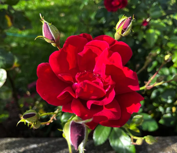 Rosa Color Rojo Oscuro Seto Jardín Cerca Bradford Yorkshire Reino —  Fotos de Stock