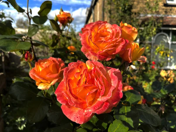 玫瑰生长在英国约克郡布拉德福德市郊的一个花园里 — 图库照片