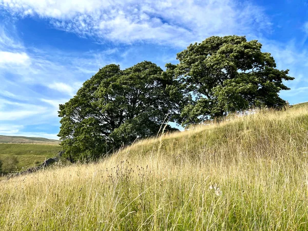 Träd Sluttande Kullar Ovanför Cray Med Vilda Gräs Och Blå — Stockfoto