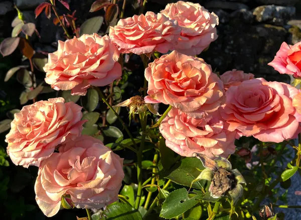 Sunlight Setting Soft Pink Rose Yorkshire Dales Village Rylstone Skipton — Stock Fotó
