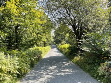 Çimen Ağacı Yolu, eski ağaçlar, parantez ve kırık güneş ışığı Threshfield, Skipton, İngiltere