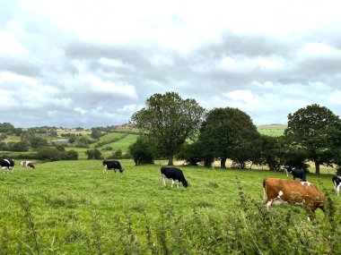 Yağmurda otlayan inekler, yakınlarda tarlalar, ağaçlar ve tepeler, Wyke, Bradford, İngiltere
