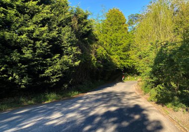 Eski ağaçlar ve canlı mavi bir gökyüzü, Lee Lane, Shibden Vadisi, Halifax, İngiltere
