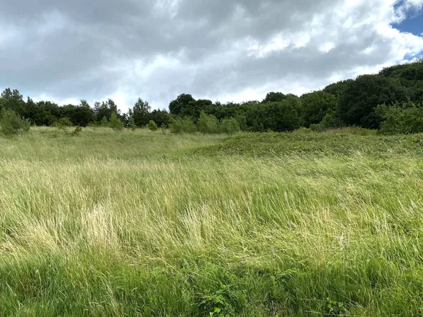 Lange Gras Wilde Planten Aan Rand Van Bos Buurt Bradford — Stockfoto