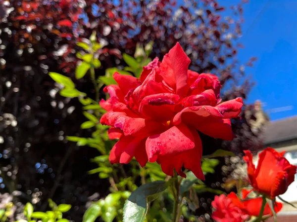 英国兰开夏郡托德莫登路边的一朵红玫瑰 — 图库照片