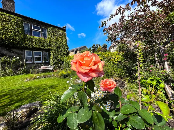 Blass Orangefarbene Rosen Einer Steinernen Gartenmauer Der Nähe Wainstalls Halifax — Stockfoto