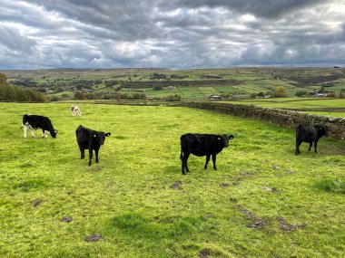 Kırsal alan, çayırlarda otlayan inekler, kuru taş duvarlar, ve yakınlardaki tepeler, Yukarı Marsh Lane, Oxenhope, Keighley, İngiltere