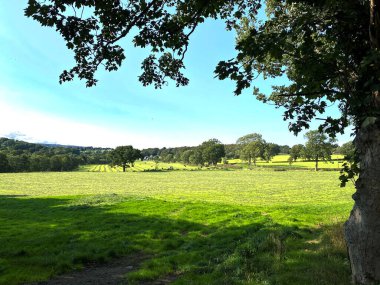 Kırsal alan, geniş alanlar ve ufukta ağaçlar, Ripley, Harrogate, İngiltere